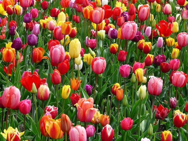 Eine Blumenwiese voller Tulpen. Sie sind in ganz vielen Farben.