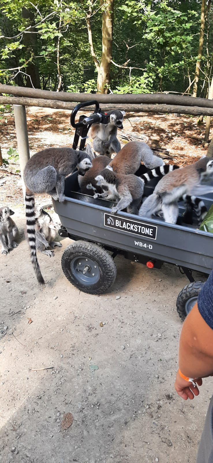 Lauter kleine Affen, Kattas, sitzen dicht gedrängt in einem Handwagen.